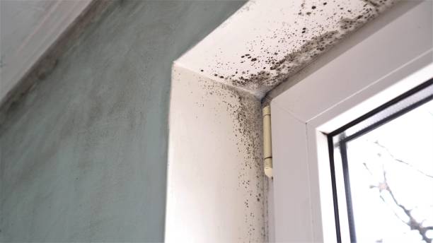 Best Affordable Mold Removal  in Garner, IA