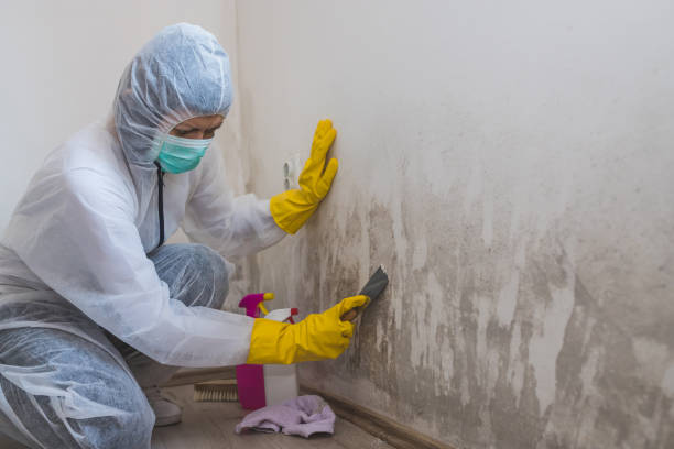 Best Toxic Mold Removal  in Garner, IA