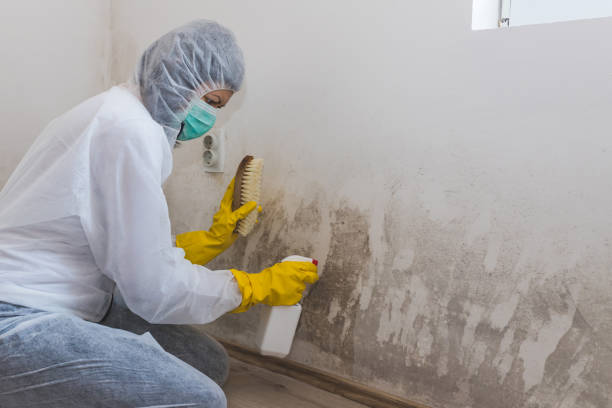 Best Black Mold Removal  in Garner, IA