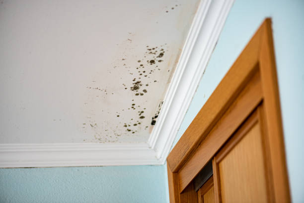 Best Mold Removal Specialists  in Garner, IA