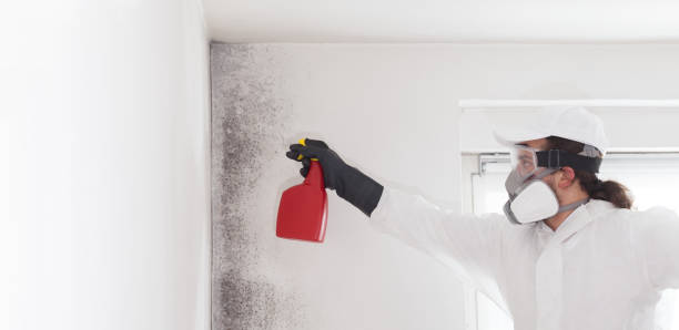 Best Crawl Space Mold Removal  in Garner, IA