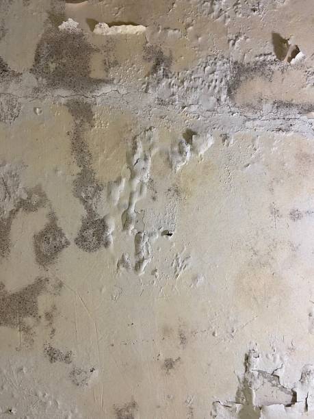 Best Emergency Mold Removal  in Garner, IA