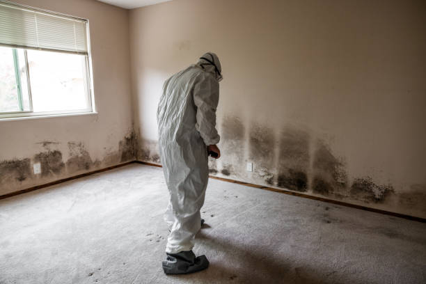 Best Residential Mold Removal  in Garner, IA