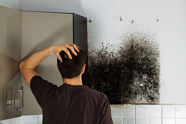 Best Mold Remediation Services  in Garner, IA