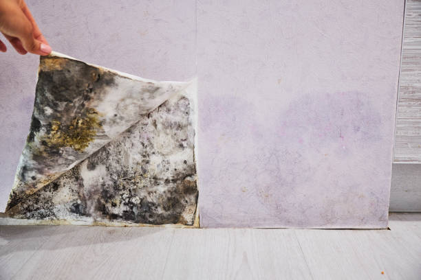 Best Fast Mold Removal  in Garner, IA